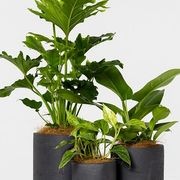 Event Plant Hire | GreenAir gallery detail image