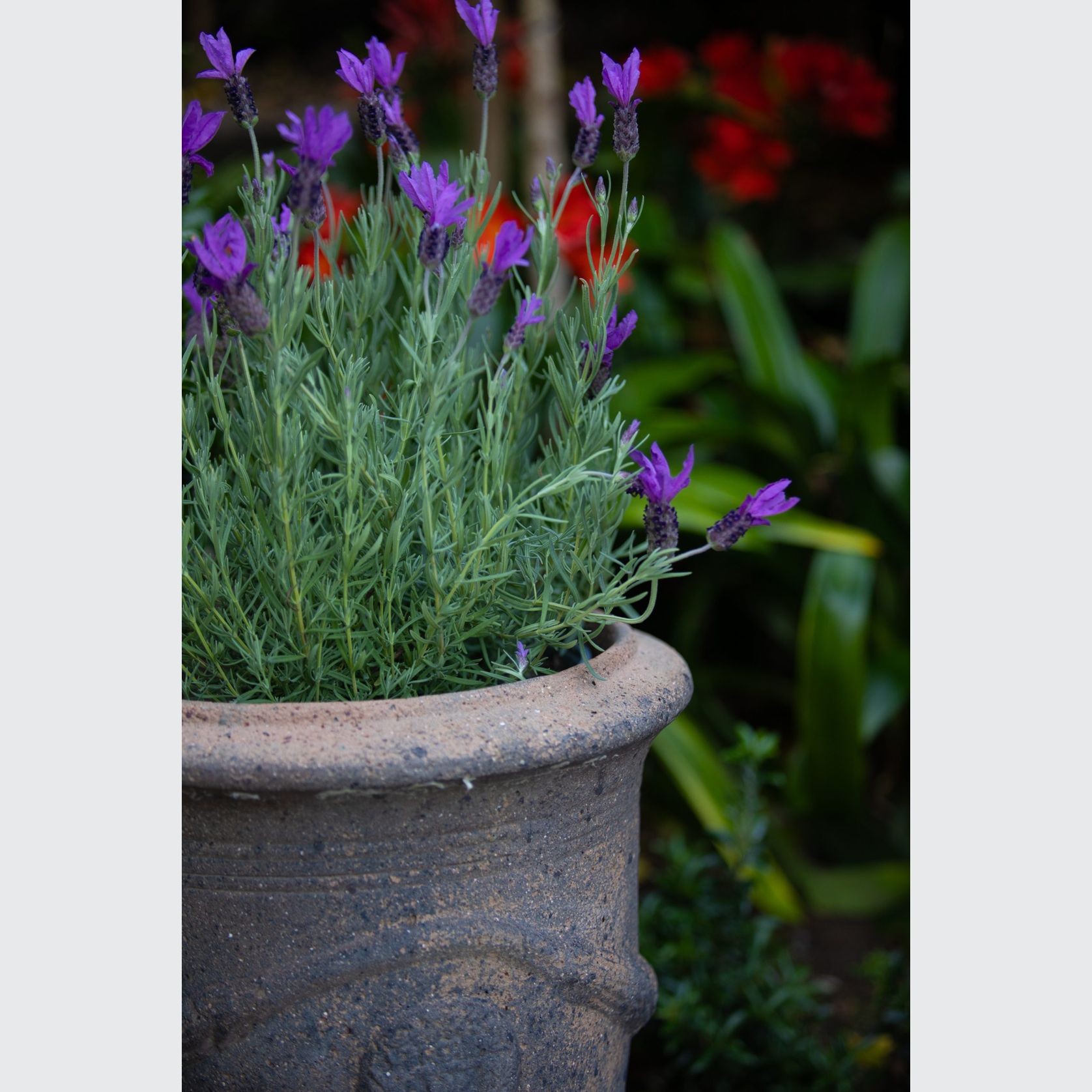 Old Stone - French Urn gallery detail image
