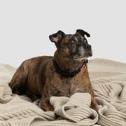 Wide Rib Angora & Merino Wool Blankets gallery detail image