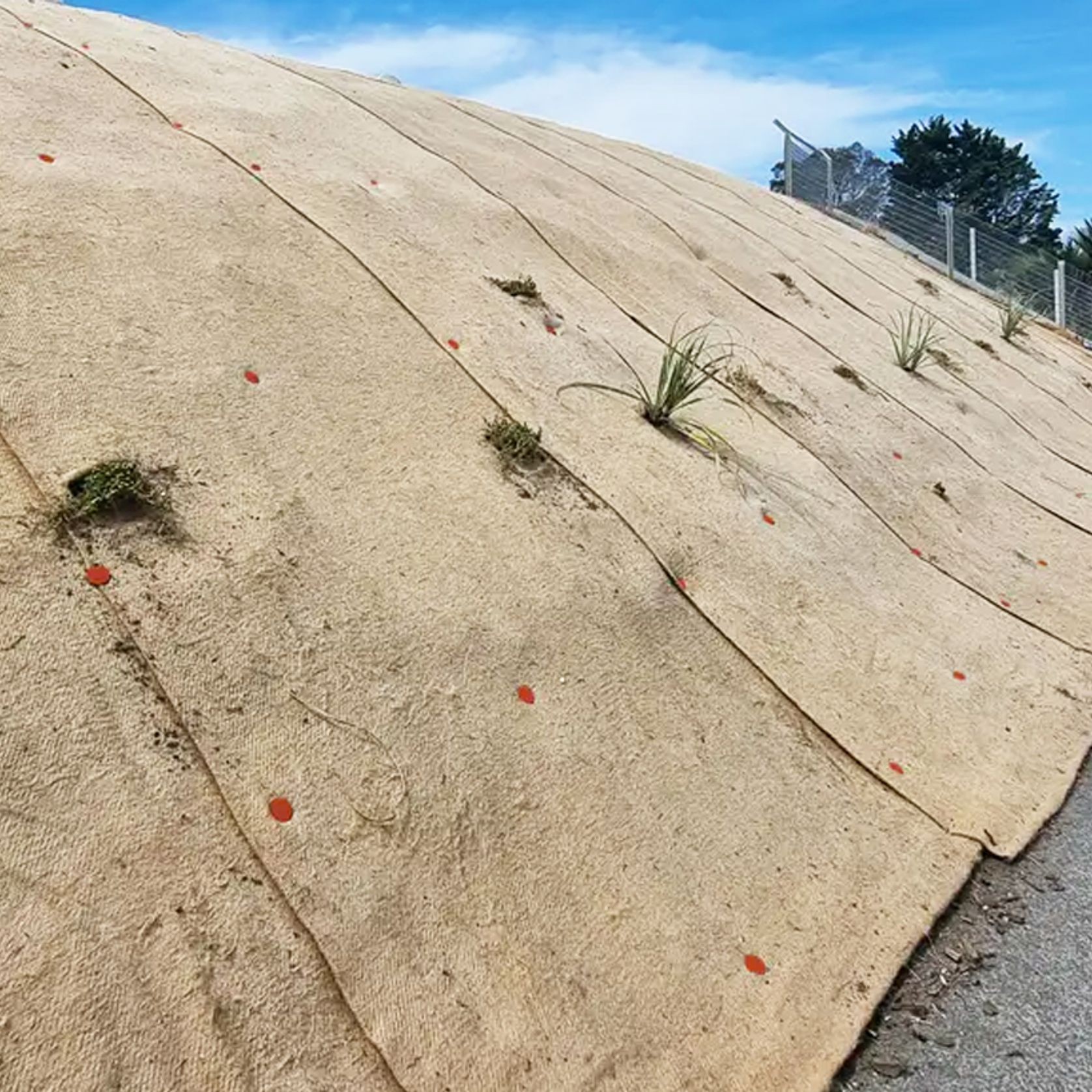 BioPeg 150mm Biodegradable Pins gallery detail image