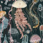 Designer Collective (No. 66135) gallery detail image