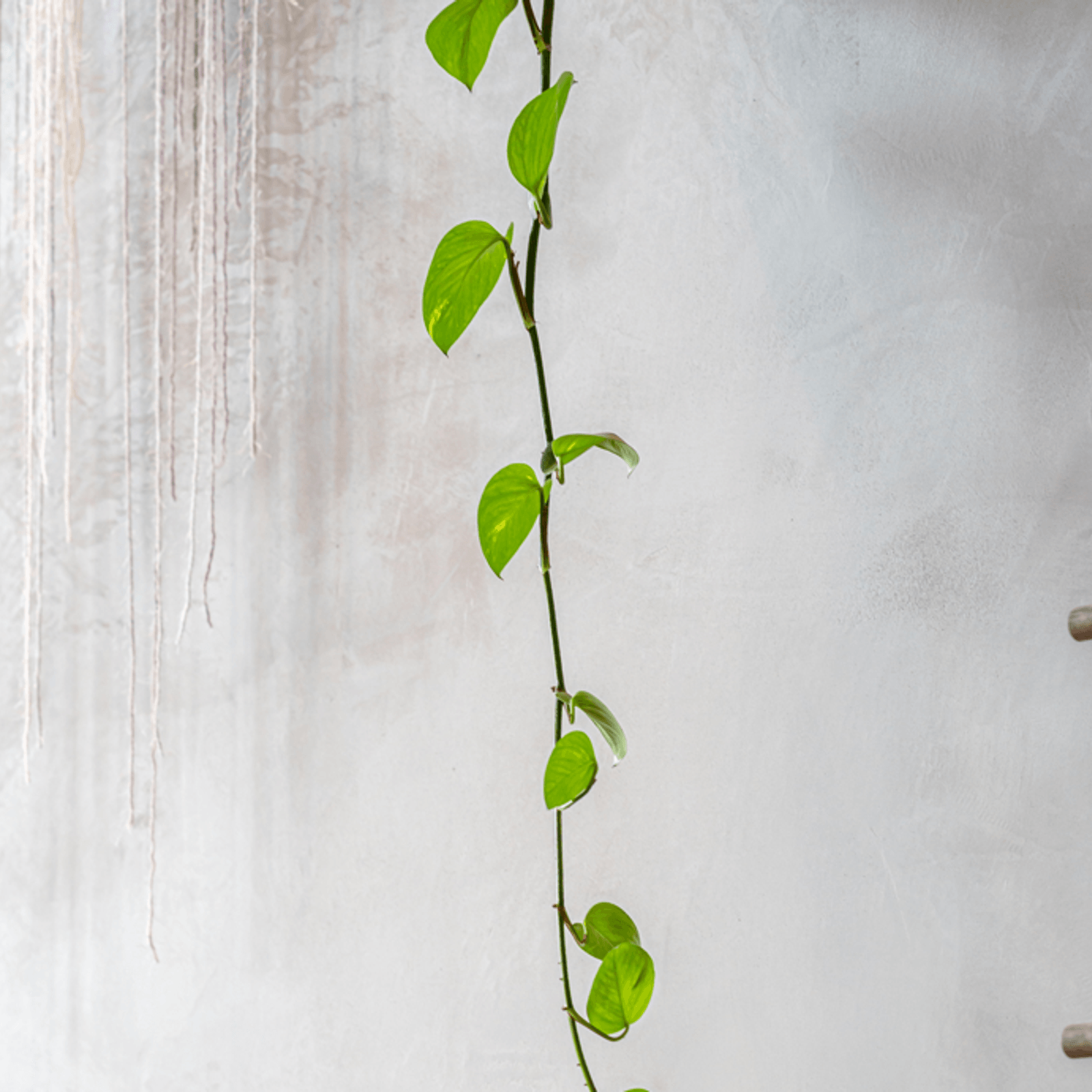 Cubitt gallery detail image