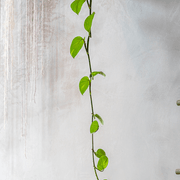 Cubitt gallery detail image