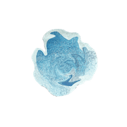 Drop gallery detail image