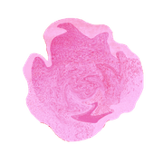 Drop gallery detail image