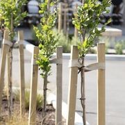 Hardwood Stakes 50mm gallery detail image