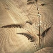 Isola Coffee Table gallery detail image