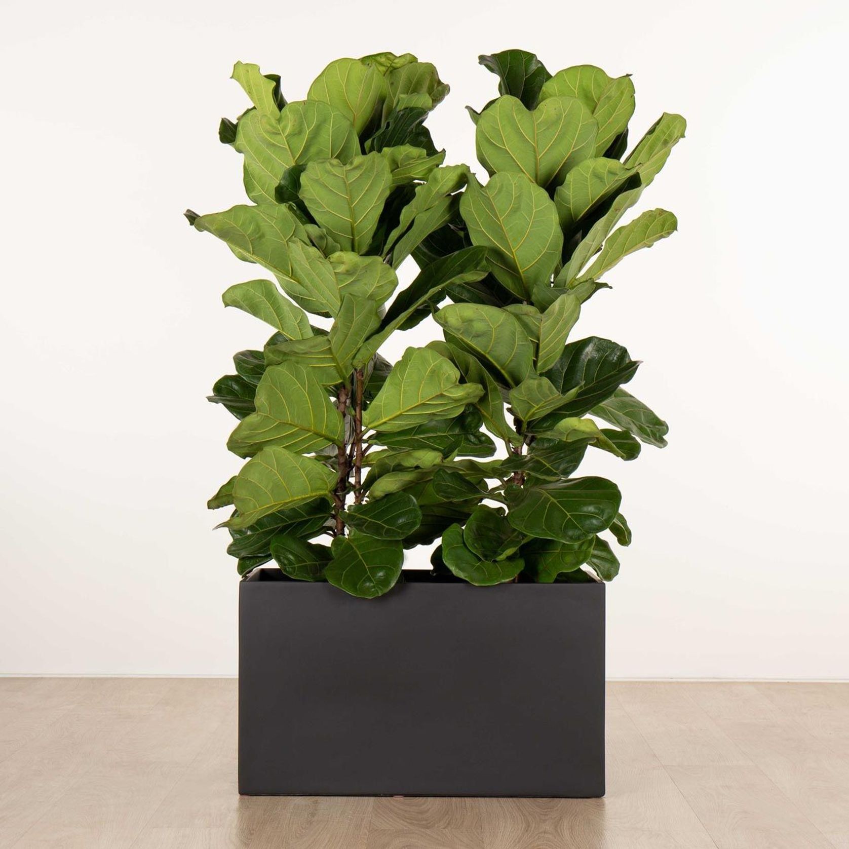 Jindalee Trough gallery detail image