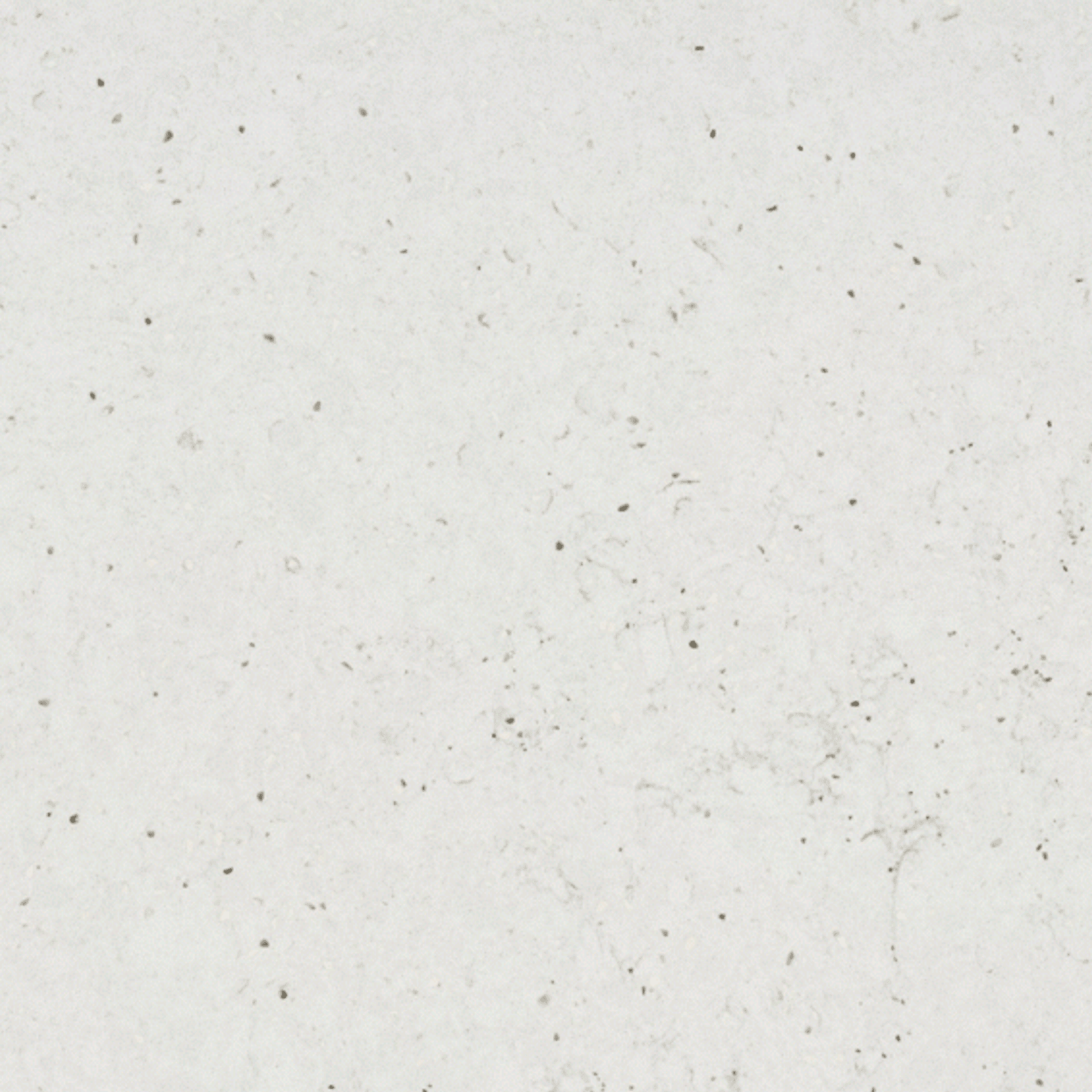 Lime Delight gallery detail image