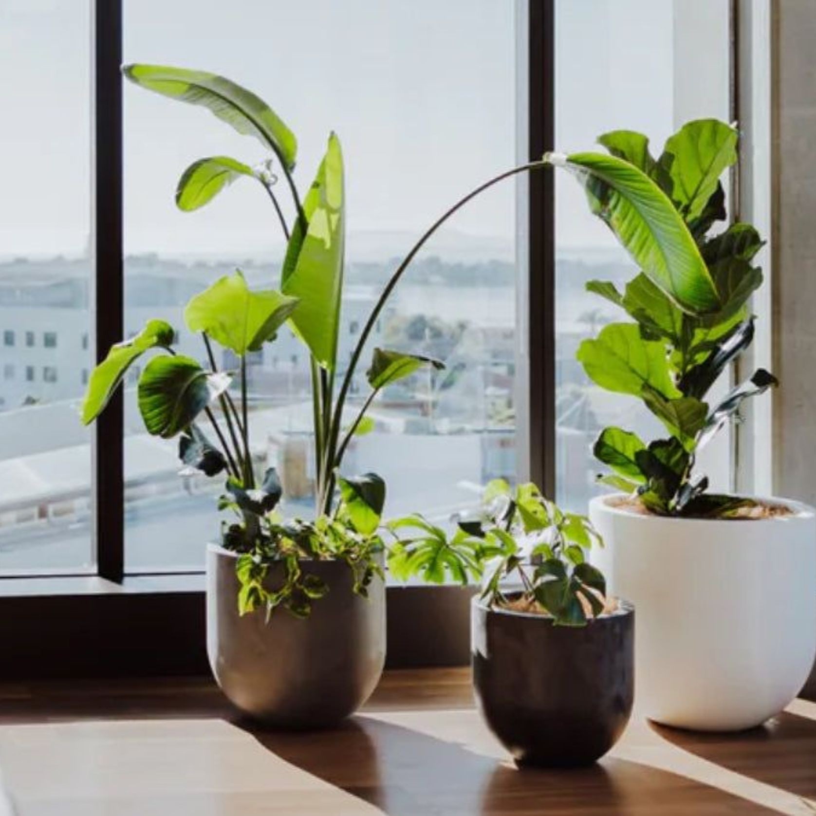 Lisbon Cluster gallery detail image