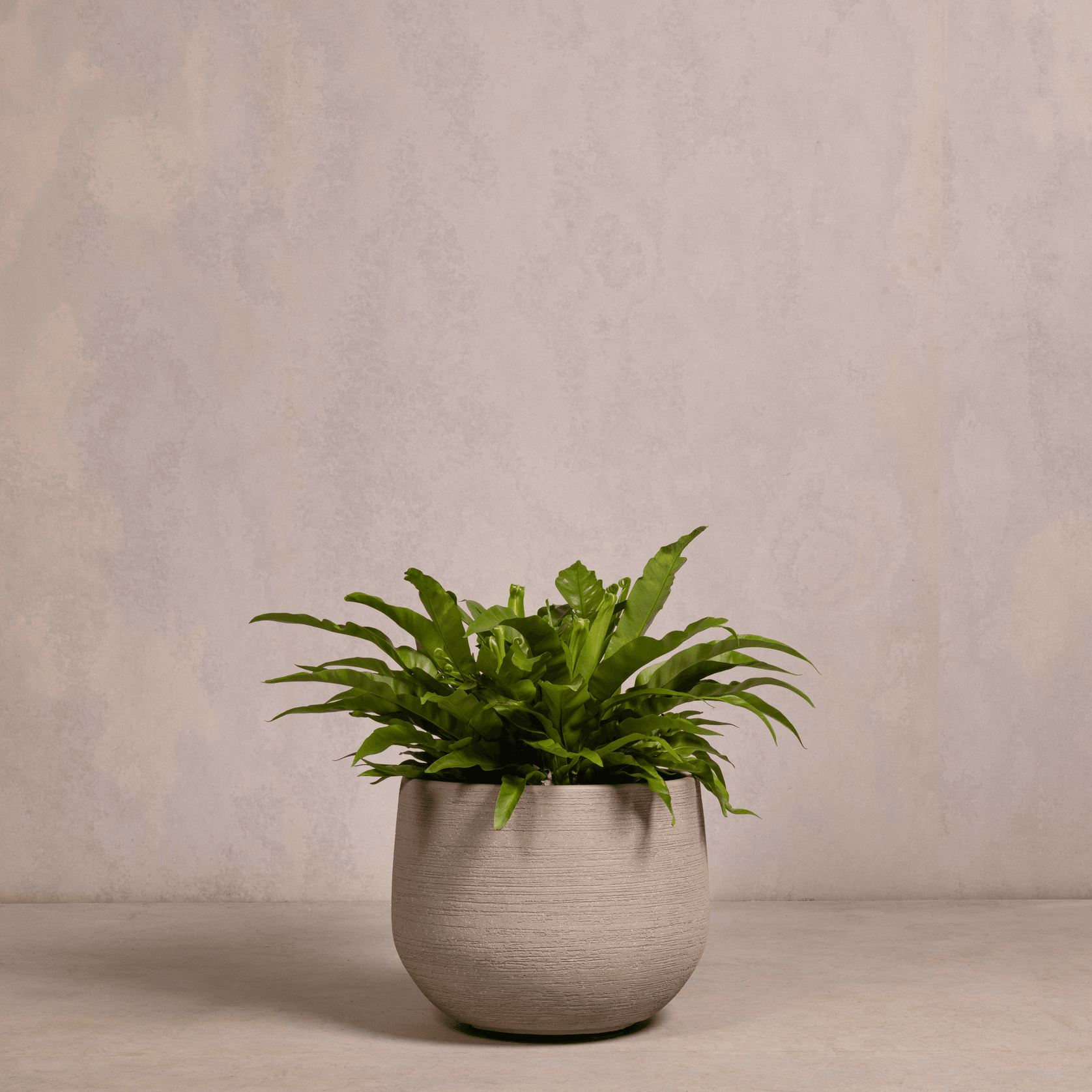 Hibernate NoMud 86 Degrees | Flax gallery detail image