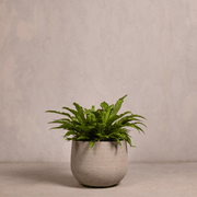 Hibernate NoMud 86 Degrees | Flax gallery detail image