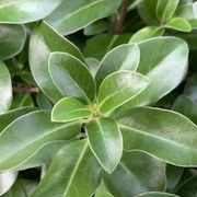 Pittosporum 'Irish Luck' (PVR) instant hedge gallery detail image