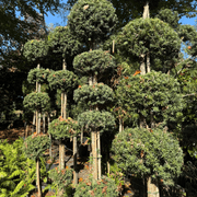Podocarpus Matapouri Blue – Multi-Balls gallery detail image