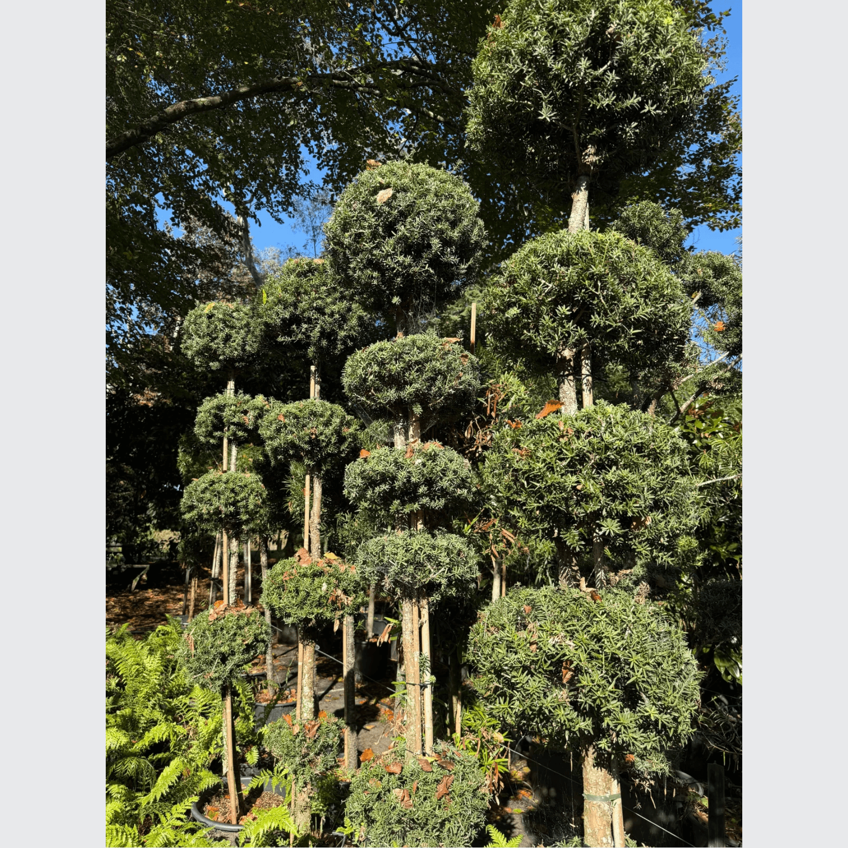 Podocarpus Matapouri Blue – Multi-Balls gallery detail image