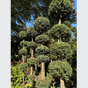 Podocarpus Matapouri Blue – Multi-Balls gallery detail image
