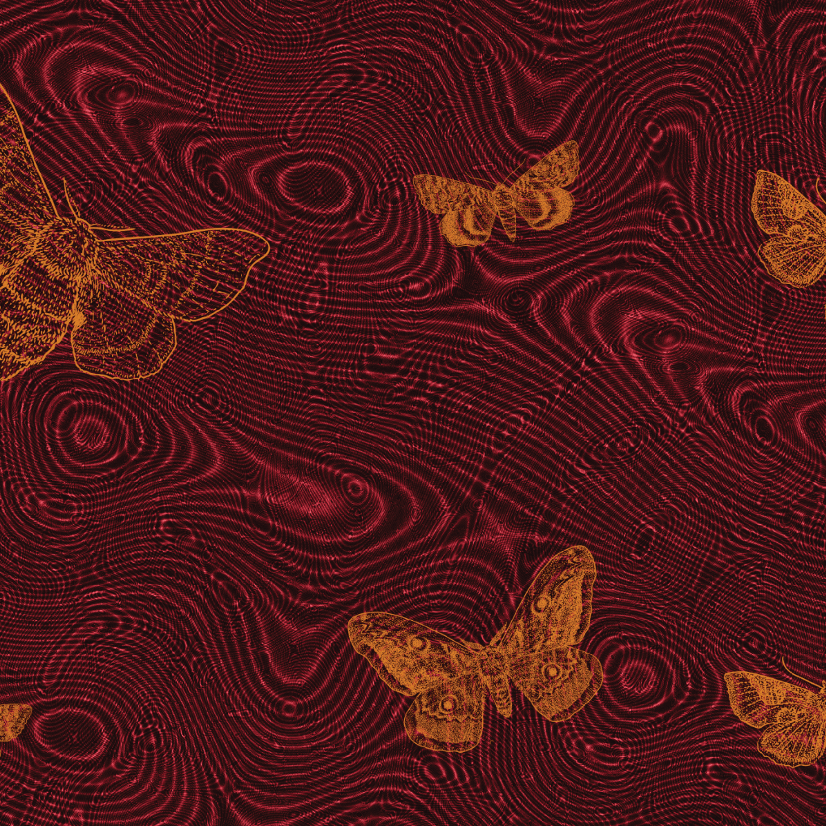 Silk Moths gallery detail image