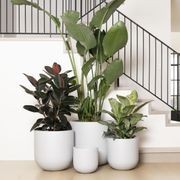 Tromso Cup gallery detail image