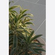 Balkan Beauty | Landscape Surfaces gallery detail image
