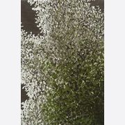 Jasmine gallery detail image