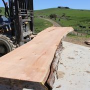 Macrocarpa Slabs gallery detail image