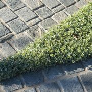 Loden Quartzite Cobblestones gallery detail image