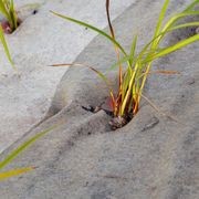 EcoWool™ Mulch Matting 600gsm gallery detail image