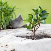 EcoWool™ Mulch Matting 1000gsm gallery detail image