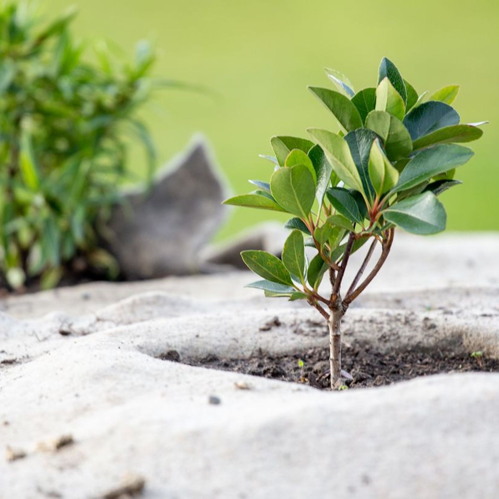 EcoWool™ Mulch Matting 600gsm gallery detail image