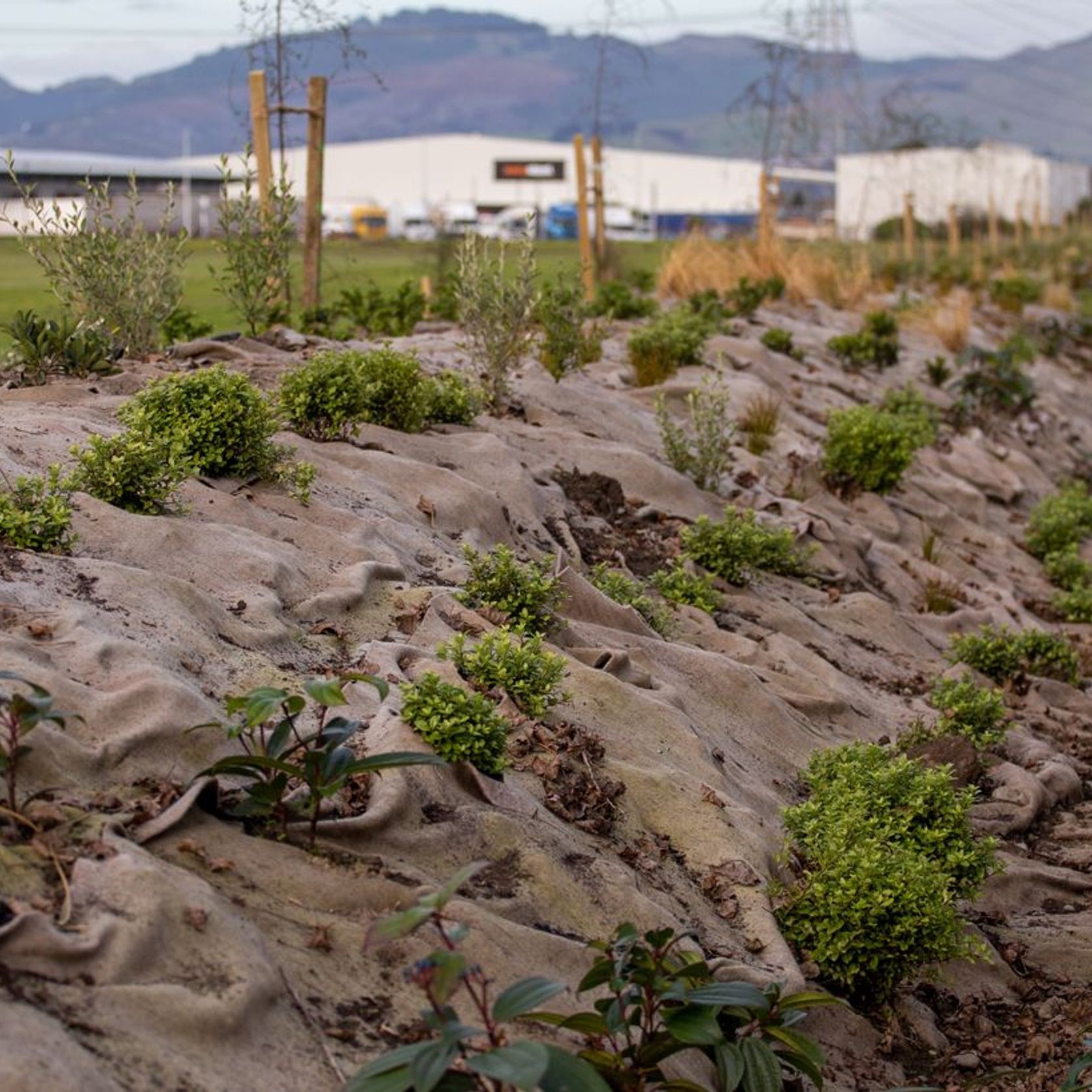 EcoWool™ Mulch Matting 1000gsm gallery detail image