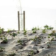 EcoWool™ Mulch Matting 600gsm gallery detail image