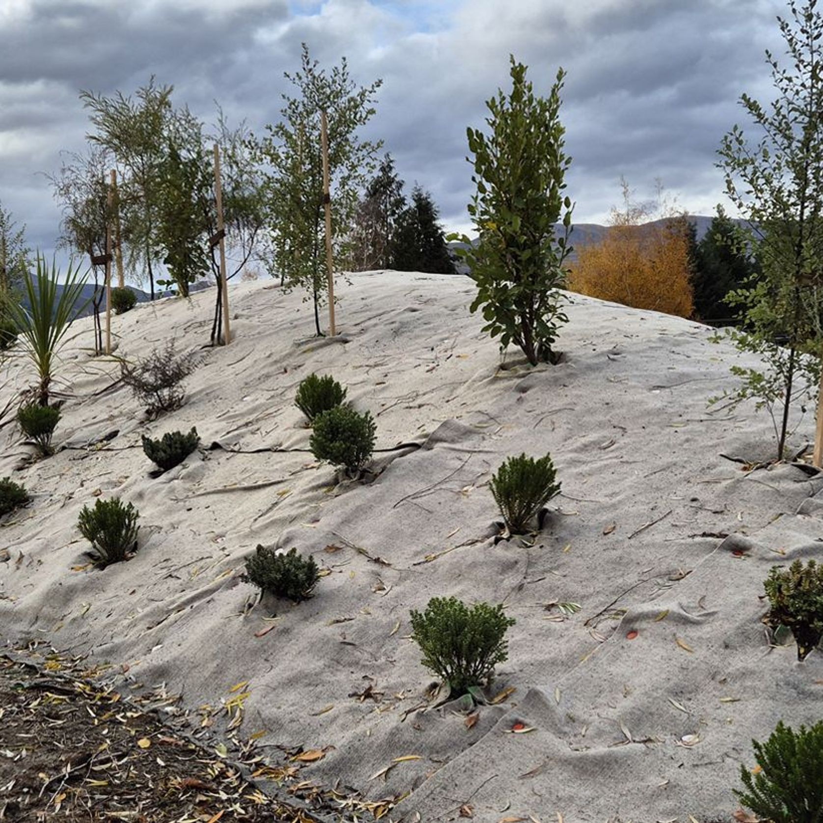 EcoWool™ Mulch Matting 600gsm gallery detail image