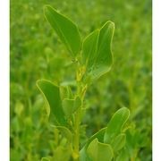 Griselinia littoralis | Broadway Mint Broadleaf Kapuka gallery detail image