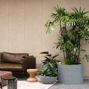 Indoor Plant Hire | Hire Plants gallery detail image