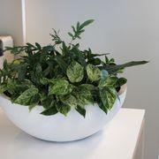 Garden Bowls | Hire Plants gallery detail image