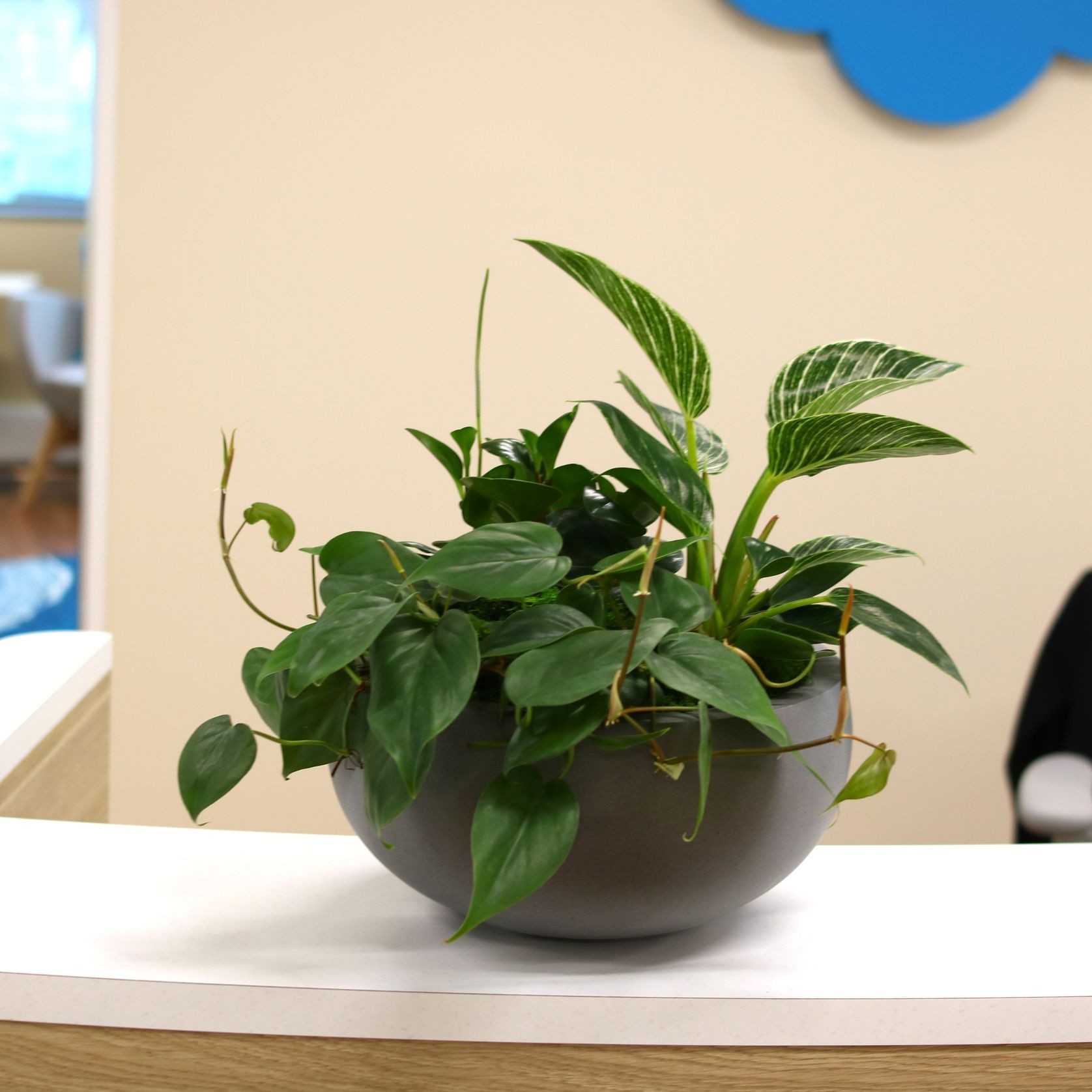 Garden Bowls | Hire Plants gallery detail image