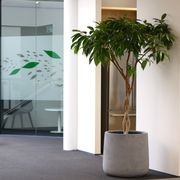 Indoor Plant Hire | Hire Plants gallery detail image