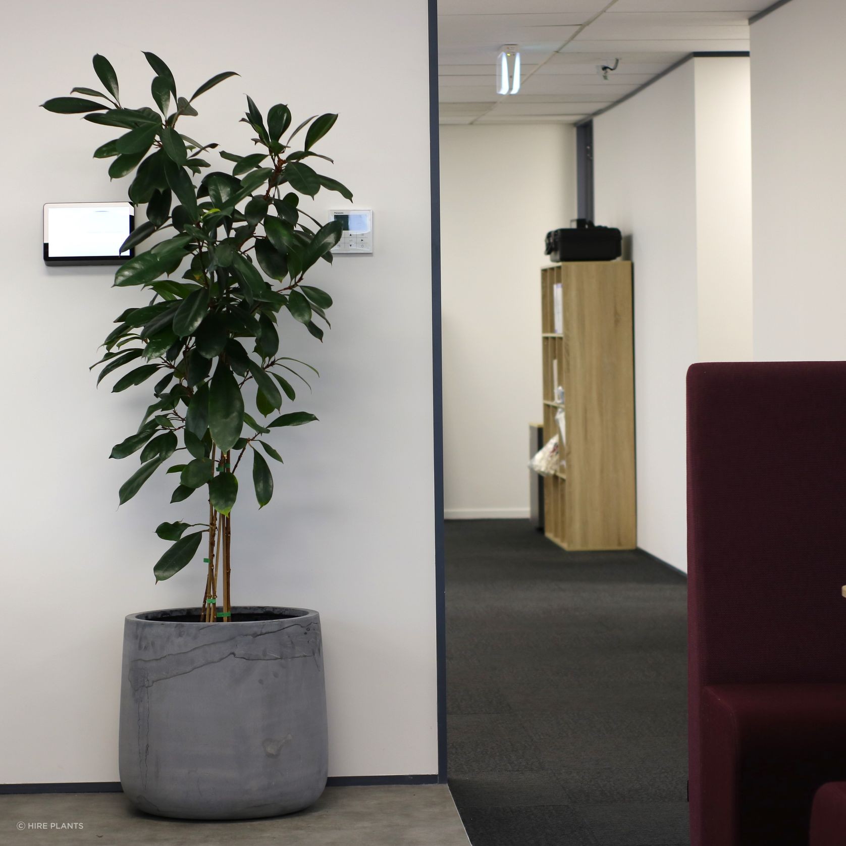 Indoor Plant Hire | Hire Plants gallery detail image