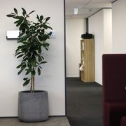 Indoor Plant Hire | Hire Plants gallery detail image