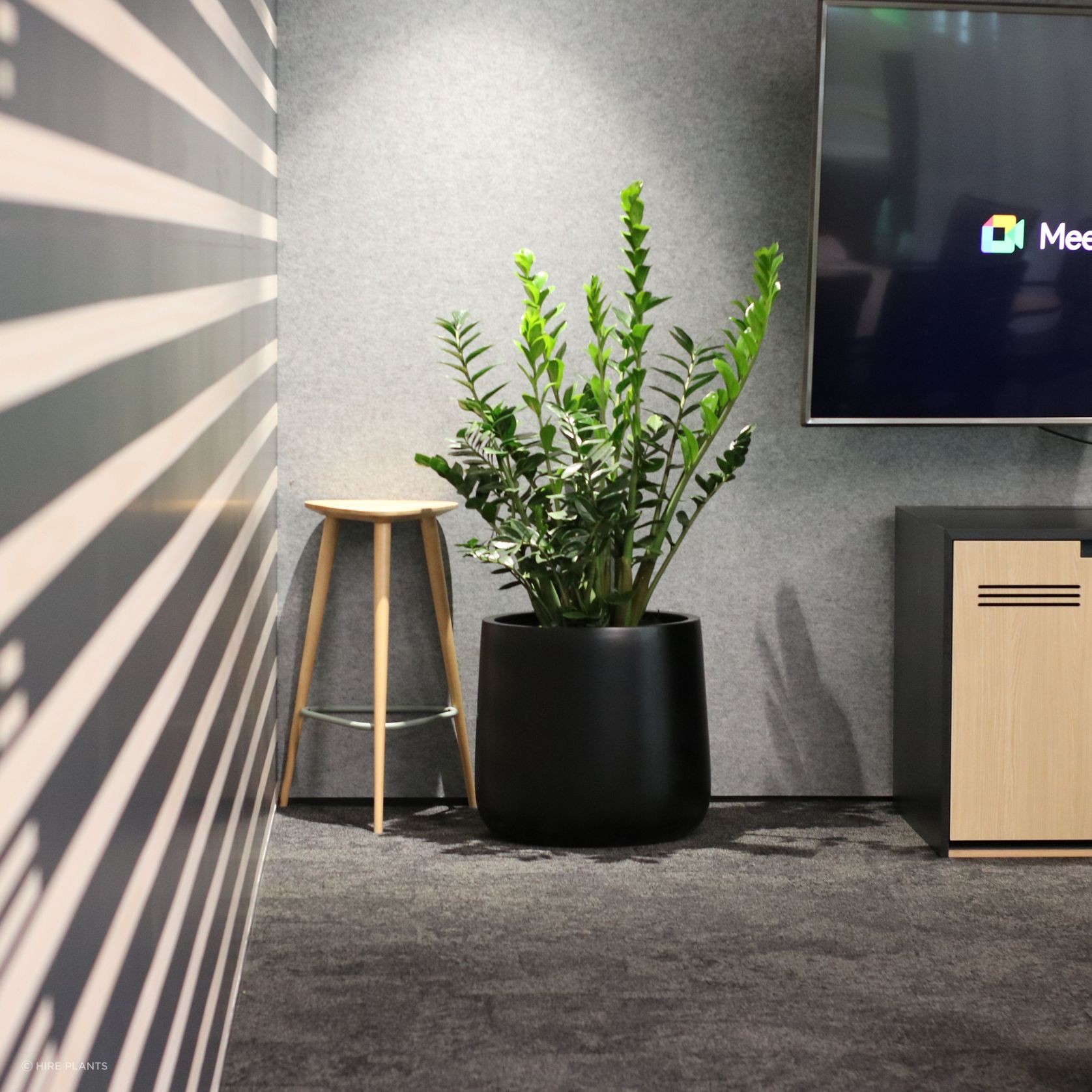 Indoor Plant Hire | Hire Plants gallery detail image