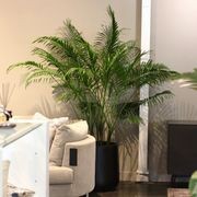 Indoor Plant Hire | Hire Plants gallery detail image