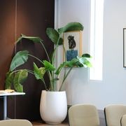Indoor Plant Hire | Hire Plants gallery detail image