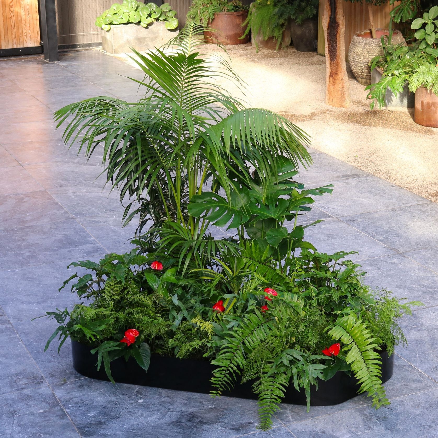 Garden Grove | Hire Plants gallery detail image