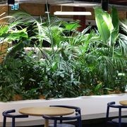 In-Built Gardens | Hire Plants gallery detail image