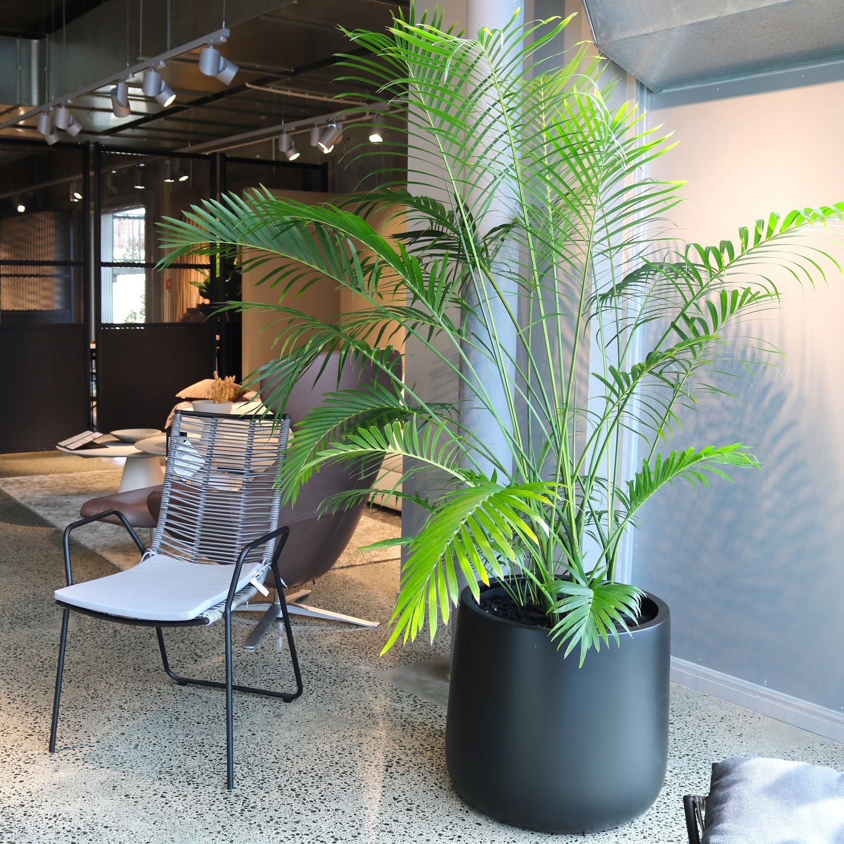 Indoor Plant Hire | Hire Plants gallery detail image