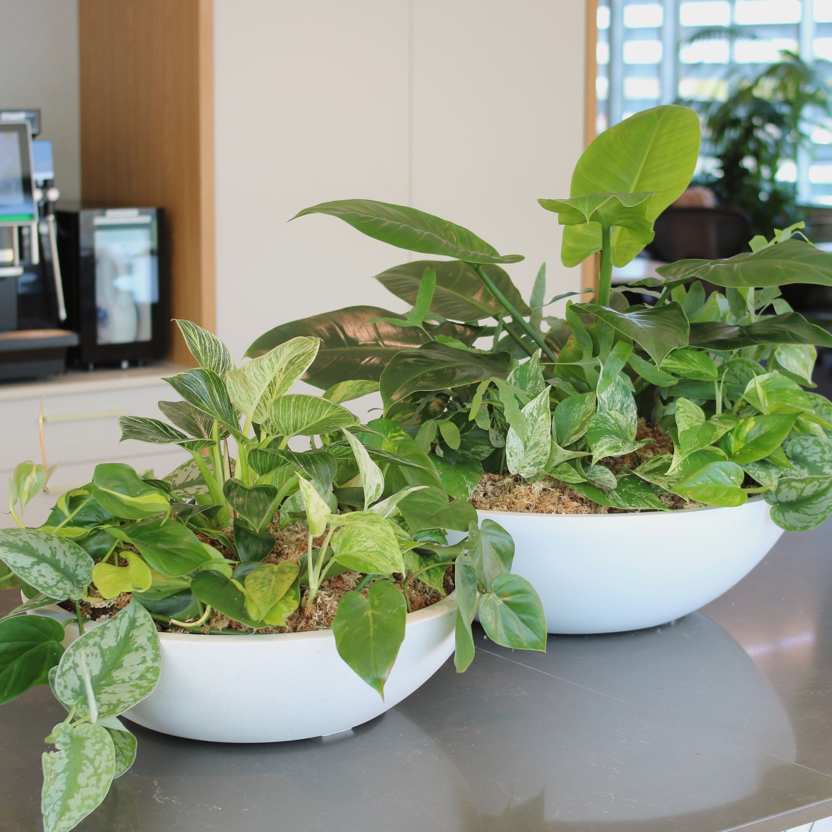 Garden Bowls | Hire Plants gallery detail image