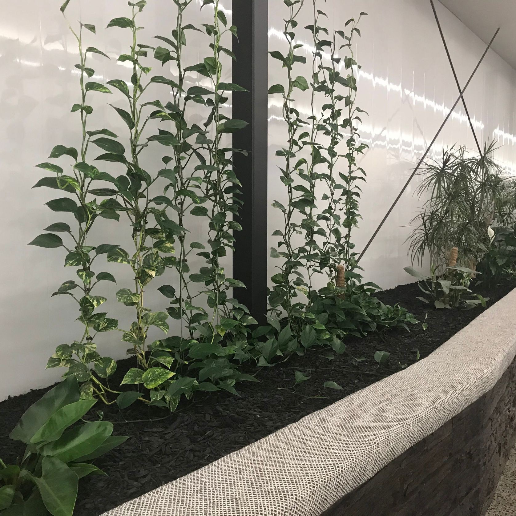 Plant Installations On Wires | Hire Plants gallery detail image