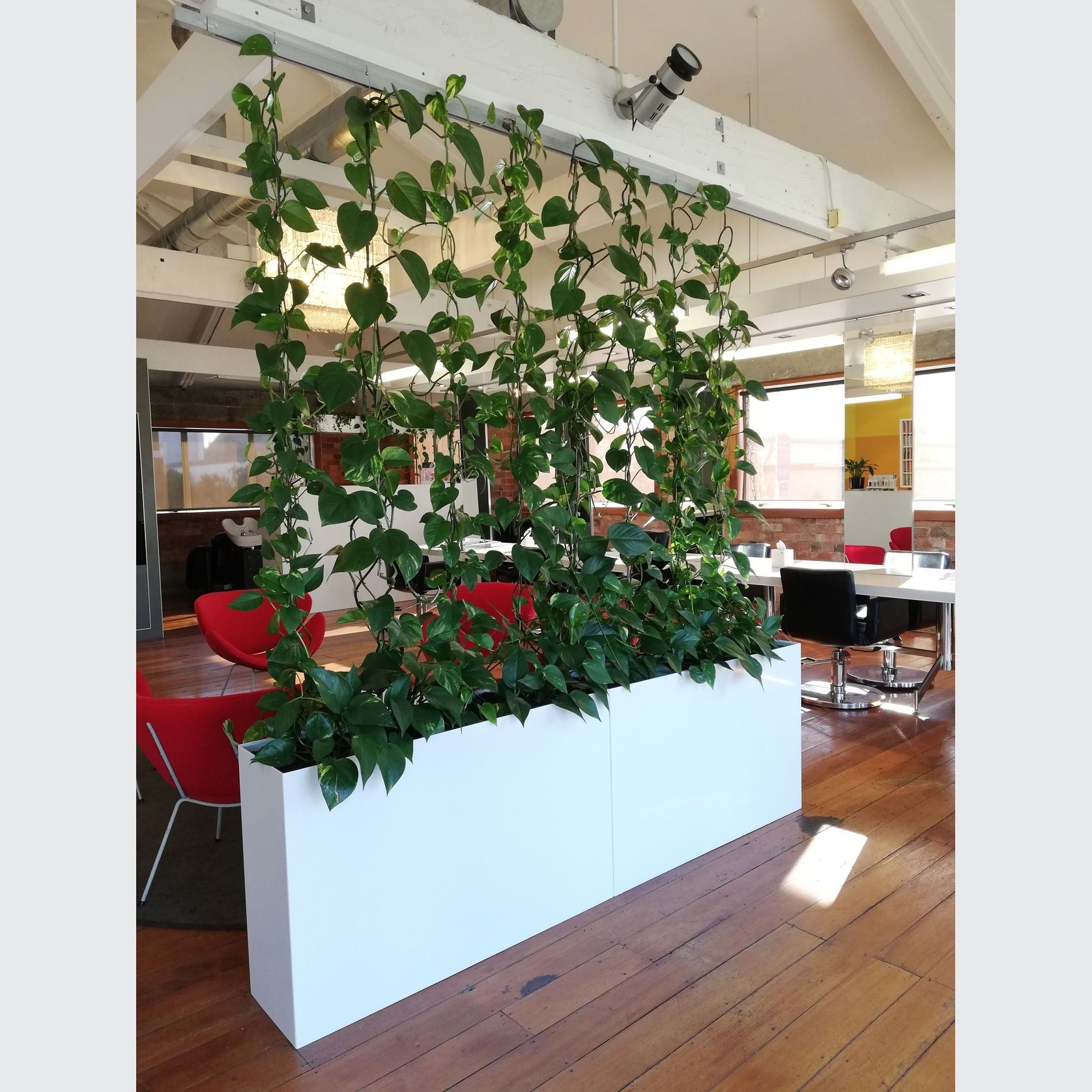 Plant Installations On Wires | Hire Plants gallery detail image