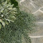 Eco Outdoor Split Stone Outdoor Pavers gallery detail image