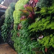Vertical Green Walls | Hire Plants gallery detail image